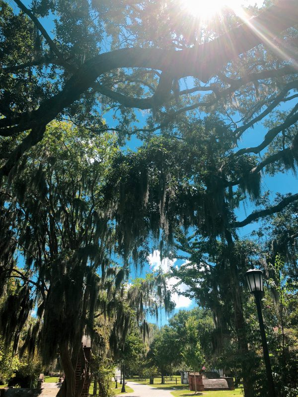 blue skies with trees and sun shining.